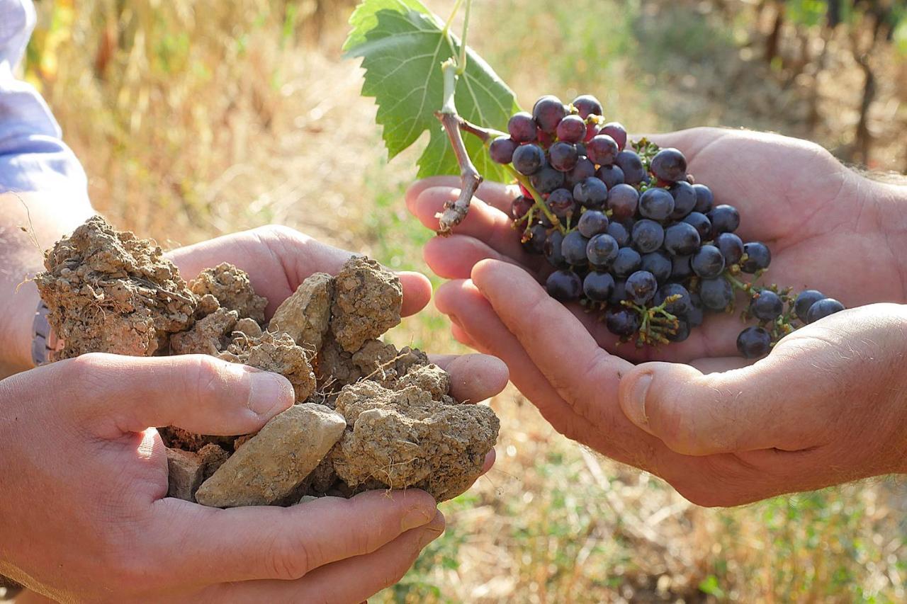 Terravita Winery & Boutique Apartments Suvereto Dış mekan fotoğraf
